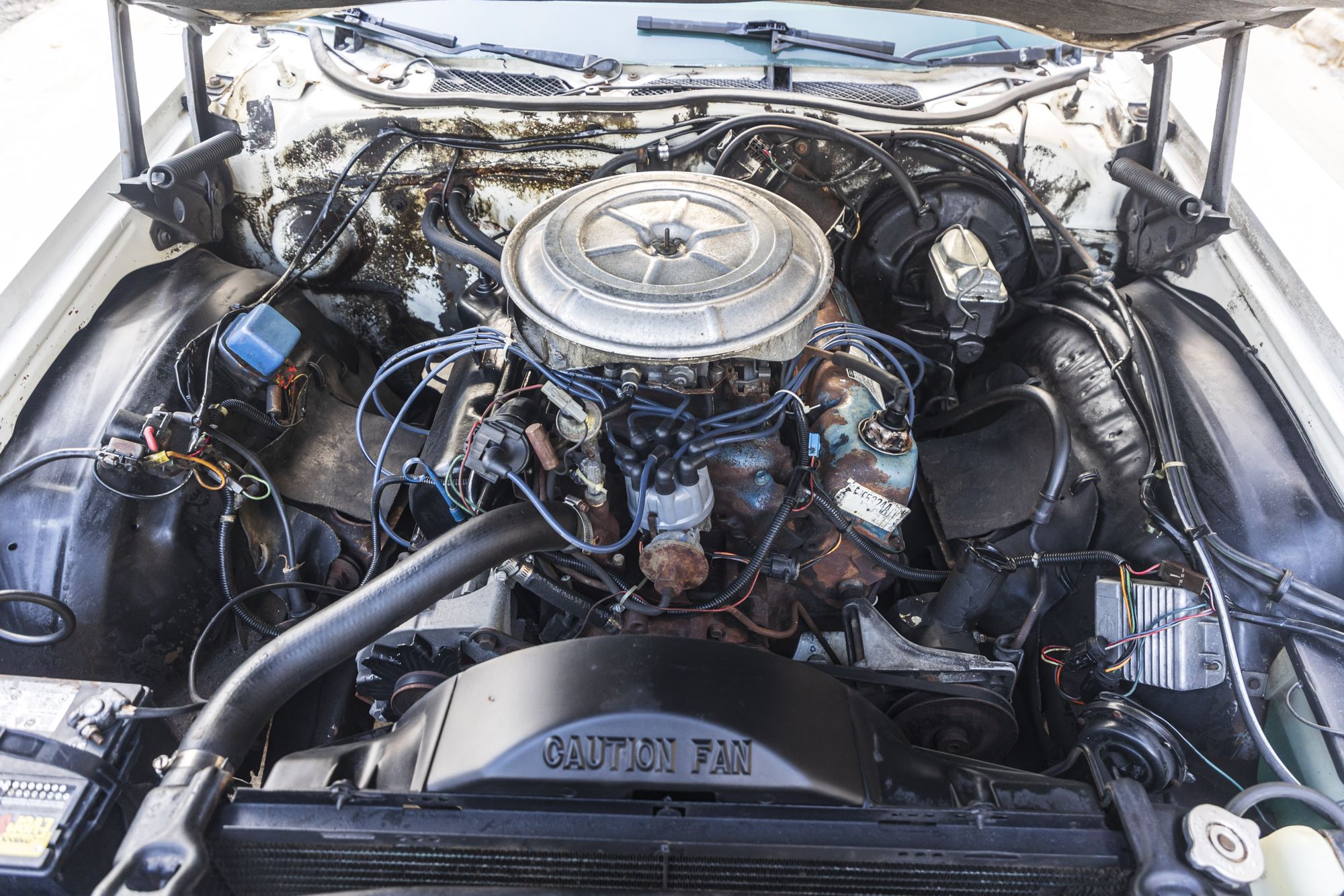 male Ford TunderBird